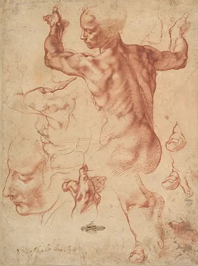 Studies for the Libyan Sibyl Michelangelo